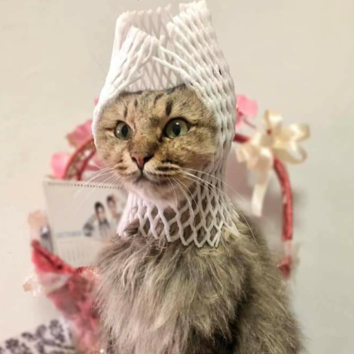 Fruity Cat Image 1